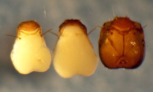 Figure 5. Two pupae of a Pseudacteon fly (dorsal and ventral views) next to a pupa still in its host's head. Note correlation of size and shape to ant host, hardened and darkened anterior portion, and respiratory horns.