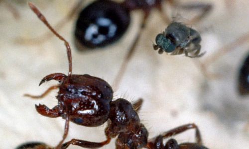 Figure 3. A female phorid fly, Pseudacteon sp., hovers over a fire ant worker.