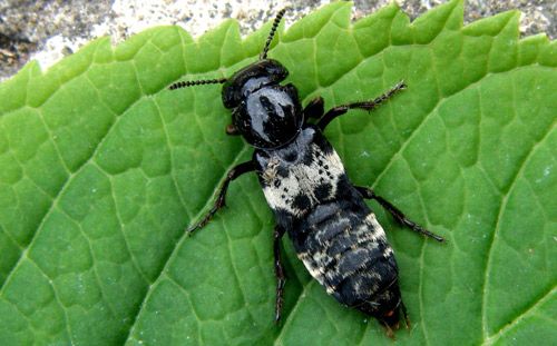 Figure 1. Dorsal view of adult hairy rove beetle, Creophilus maxillosus (Linnaeus).