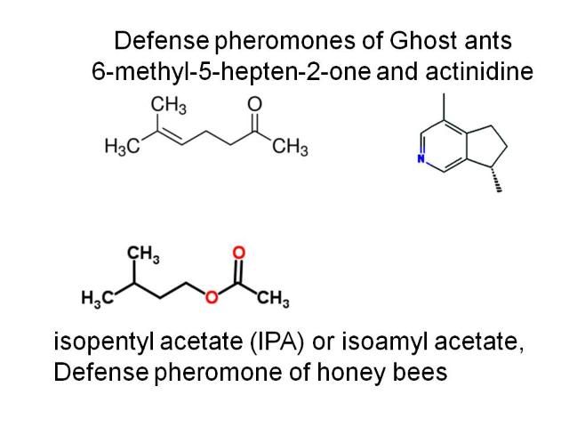 Figure 10. A structural comparison of the defense pheromones of ghost ants and honey bees.
