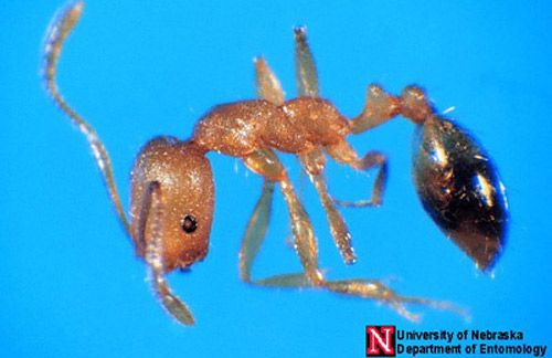 Figure 12. Pharaoh ant worker (Monomorium pharaonis [Linnaeus]). The roughness of the head and thorax differs from the shiny cuticle seen in fire ants. They have a two-segmented waist (pedicel) and a stinger, but the stinger is ineffective against human skin.