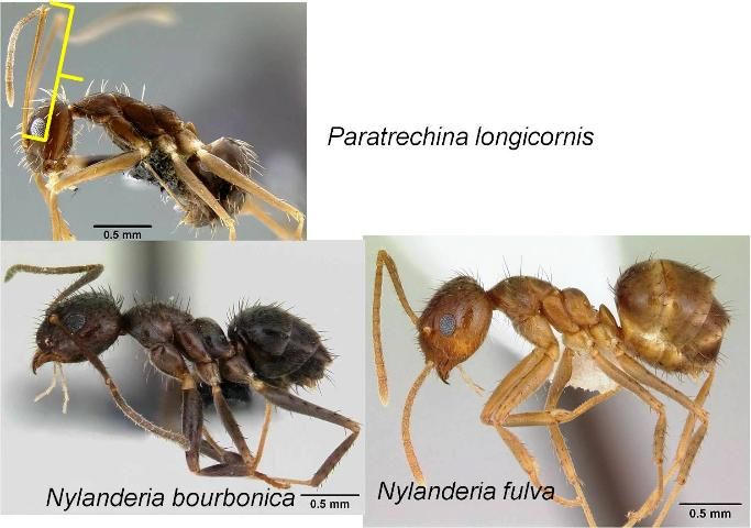 Figure 3. The crazy ants, Paratrechina longicornis, Nylanderia bourbonica, and Nylanderia fulva. Crazy ants can be identified because the scape (first antennal segment) is longer than the head (yellow bracket in the top picture). In Paratrechina, the scape is almost twice the length of the head.