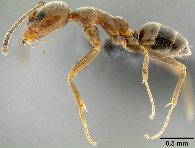 Figure 8. Argentine ant (Linepithema humile).