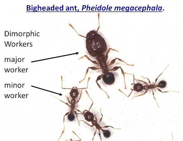 Figure 4. Bigheaded ants (Pheidole megacephala) are named for the major workers that make up less than 5% of the colony.