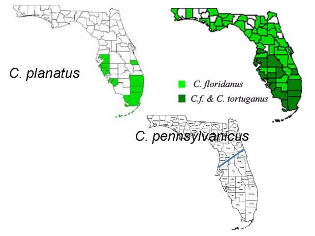 Figure 2. Distribution of the common Camponotus species in Florida. Camponotus pennsylvanicus occurs roughly from the Interstate 4 corridor northward.
