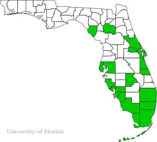 Figure 5. Florida counties with confirmed infestations of bigheaded ants as of 2007.