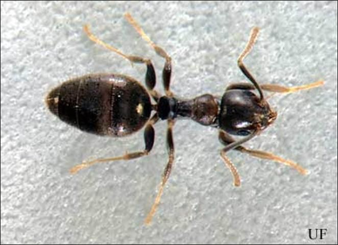 Figure 11. Worker of the white-footed ant (Technomyrmex difficilis Forel). Black body with cream-colored feet and end of antennae. They have a one-node waist that attaches low on the gaster making it difficult to see the petiole of the waist.