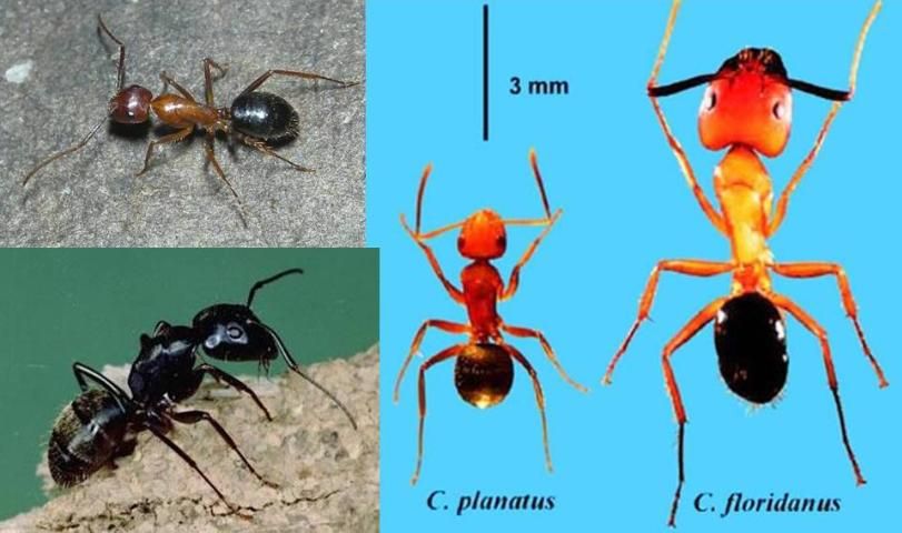 Figure 1. The Florida carpenter ant (Camponotus floridanus) (upper left), a comparison of the compact carpenter ant (Camponotus planatus), and the Florida carpenter ant (right) and the black carpenter ant (Camponotus pennsylvanicus) (lower left).