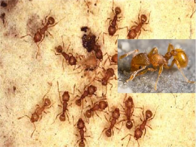 Figure 7. Little fire ant (Wasmannia auropunctata [Roger]) workers. Reddish to almost orange with strongly sculptured head and thorax.