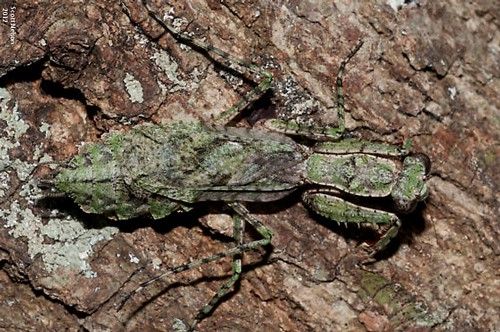 Figure 1. Adult Gonatista grisea (Fabricus) on a tree trunk.