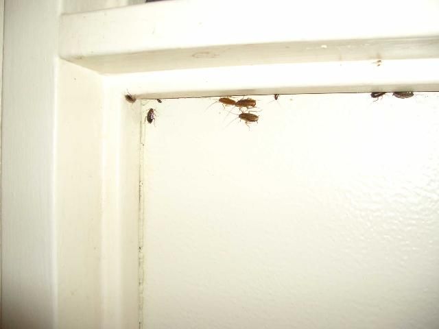 Figure 7. German cockroaches during the daytime, spilling out of cracks and crevices. It may mean that the population is extremely large. Plan management efforts accordingly.