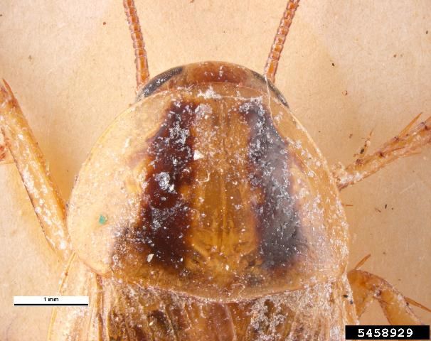 Figure 2. German cockroach female with two stripes on her pronotum (shield).
