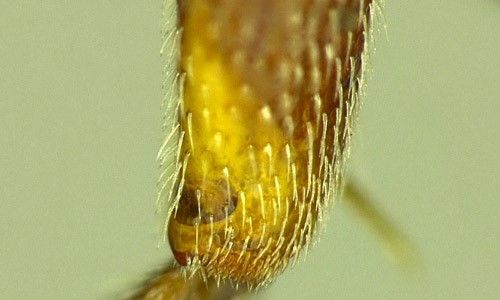 Figure 10. Spine-like setae on the outer apical margin of the hind tibia of a male Nomada fervida Smith.
