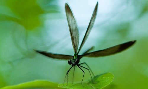 Figure 8. Male ebony jewelwing, Calopteryx maculata (Beauvois), performing the cross display.