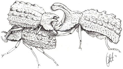 Figure 8. A male Bolitotherus cornutus (Panzer) with small horns sits on top of a female in a typical courting position. A rival male with larger horns attempts to remove the courting male from the back of the female with his clypeal horns. Illustration by