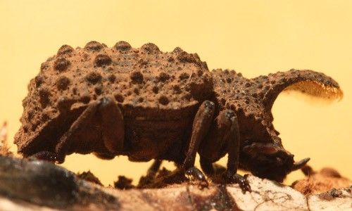 Figure 4. Male Bolitotherus cornutus (Panzer) showing roughly sculptured elytra and forward facing horns with yellow setae.