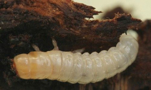 Figure 2. Bolitotherus cornutus (Panzer) larvae removed from fungus.