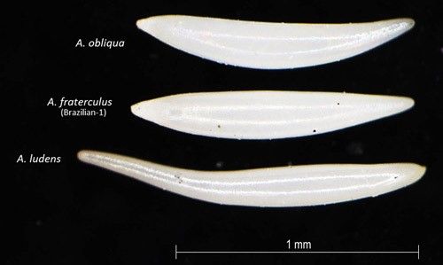 Figure 2. Egg morphology of Anastrepha fraterculus (Wiedemann), Brazilian-1, in comparison to other Anastrepha species.