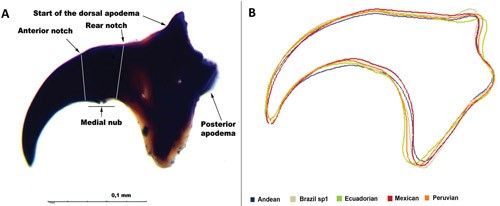 Figure 4. (A) Mouth hook of third instar larva from lateral view. (B) Estimated morphological differences in the shape of mouth hook of five morphotypes of the Anastrepha fraterculus (Wiedemann) complex.