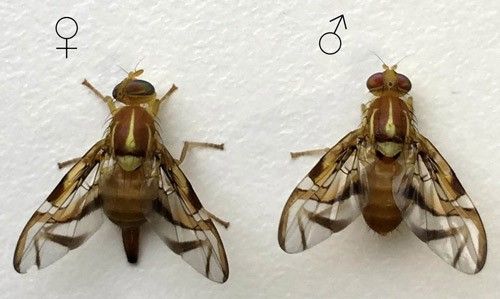 Figure 7. Female (left) and male (right) of Anastrepha fraterculus (Wiedemann). Both specimens are from the Brazilian-1 morphotype.