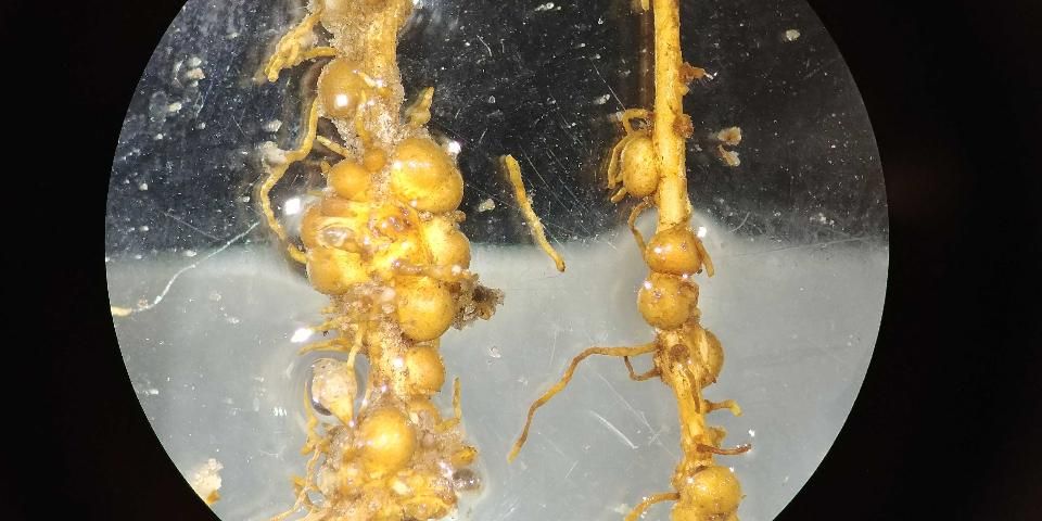 Figure 14. Healthy peanut root (right) compared to a peanut root infected with root-knot nematode. Both roots have spherical nitrogen-fixing nodules attached to the sides of the root. The infected root exhibits galling, irregular swelling of the root itself, as a result of root-knot nematode infection.
