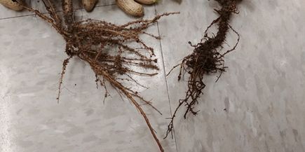 Figure 18. Peanut root system severely affected by sting nematode (right) exhibiting general stunting, necrosis (dark brown decaying regions), and pruning of lateral roots. A more healthy root system is illustrated in the plant on the left.