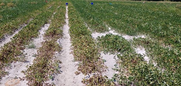 Figure 8. Commercial field with dead peanut plants and general wilting due to severe root-knot nematode infestation in non-irrigated field under drought stress. Symptoms are more severe in a susceptible cultivar (left) than resistant (right).