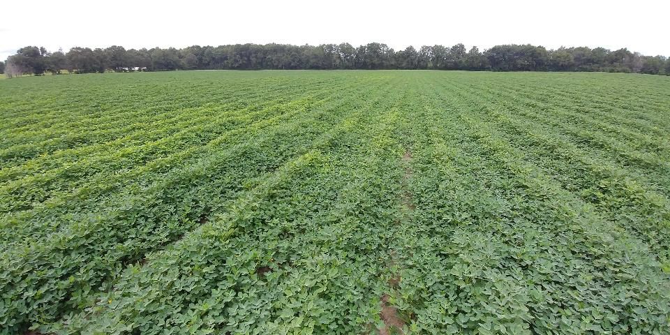 Figure 6. A commercial peanut field in early August with patchy chlorosis (yellowing) due to heavy root-knot nematode infestation.