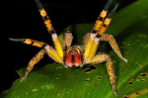 Figure 4. Phoneutria species have red chelicerae (structures under the eyes that hold the fangs) and contrasting yellow and black or white and black on the underside of the forelegs that are displayed when the spider is threatened.