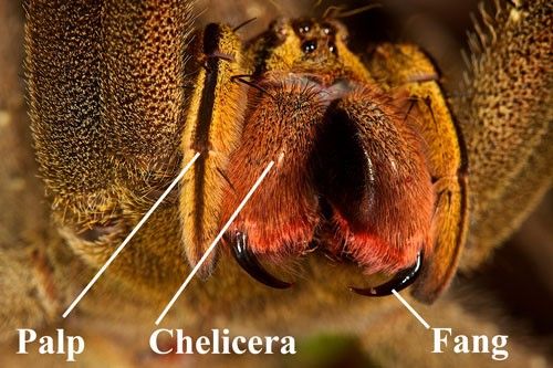 Figure 9. Close up of fangs, chelicerae (note reddish hairs) and palps of Phoneutria species.