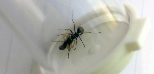 Figure 5. The ant Formica subsericea (Say) eating a tufted Maevia inclemens (Walckenaer) male caught in the field.