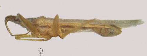 Figure 2. Lateral view of adult female Nabis capsiformis (Germar).