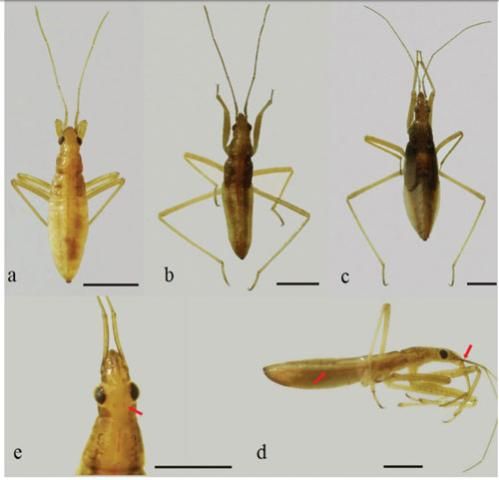 Figure 3. Nabis capsiformis (Germar), a) third instar dorsal view; b) fourth instar dorsal view; c) fifth instar dorsal view; d) abdomen with a red stripe lateral, and e) head with two red dots in the post-ocular region. Scale line: 1 mm.