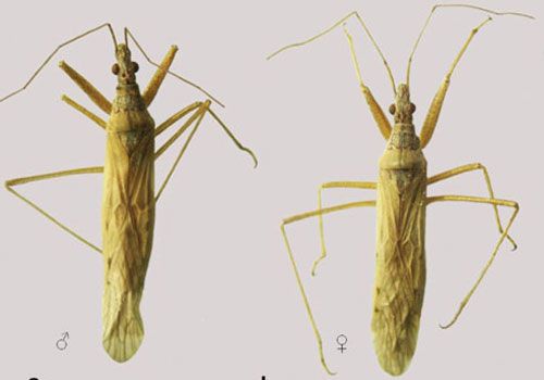 Figure 1. Nabis capsiformis (Germar) dorsal view of adult male and female specimens.