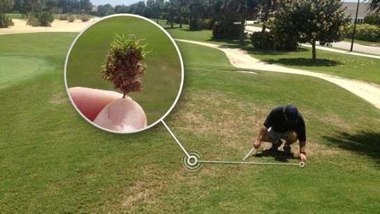 Figure 2. Characteristic damage on 'Celebration' bermudagrass heavily infested with bermudagrass mite on a Florida golf course.