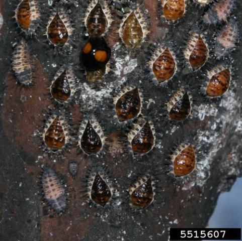 Figure 13. One adult, several pre-pupae, and many pupae of twice-stabbed lady beetle after feeding on an infestation of Acanthococcus lagerstroemiae (Kuwana).
