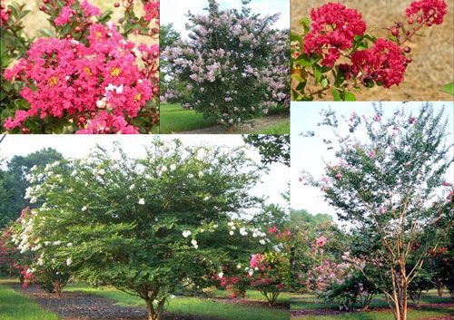 Figure 8. Crapemyrtles of Florida (Lagerstroemia indica and hybrids).