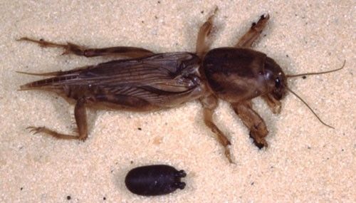 Figure 4. Pupa of Ormia depleta next to the mole cricket in which it developed.