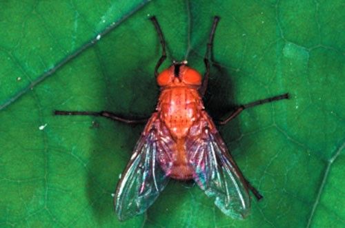 Figure 1. Ormia depleta (Wiedemann), the Brazilian red-eyed fly.