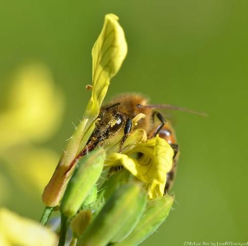 Figure 2. Honey bee on wild mustard.