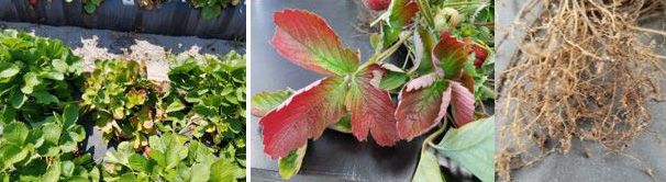 Figure 4. Strawberry damage (shoot and root) due to the parasitism of the northern root-knot nematode (Meloidogyne hapla). Left and middle: a plant with reddish and chlorotic leaves among asymptomatic plants; right: a nematode-infected root system showing small, round, and discrete galls from a field in Plant City, FL, in March 2017.