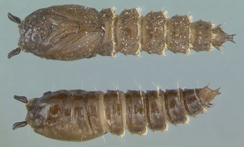Figure 3. Psychoda sp., drain fly pupae, dorsal and ventral views.