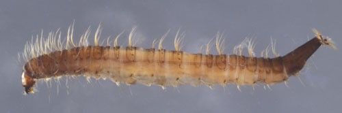 Figure 2. A Psychoda sp., drain fly larva.