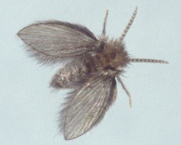 Figure 4. Adult drain fly, Psychoda sp.
