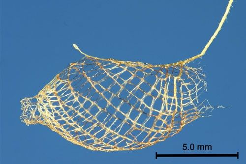 Bumelia webworm, Urodus parvula (Edwards), empty cocoon. Note anterior and posterior openings.