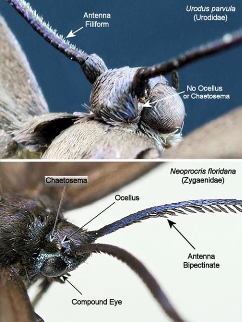 Bumelia webworm, Urodus parvula (Edwards) (top), and laurelcherry smoky moth, Neoprocris floridana Tarmann (bottom).