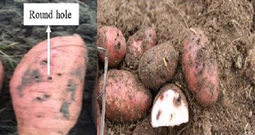 Figure 3. Feeding damage to sweet potato and potato caused by larva of the Gulf wireworm, Conoderus amplicollis (Gyllenhal).