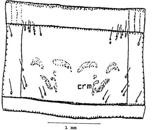 Figure 8. Pronotum of the larva of a Gulf wireworm, Conoderus amplicollis (Gyllenhal) showing crescentic mark (crm) and setae.