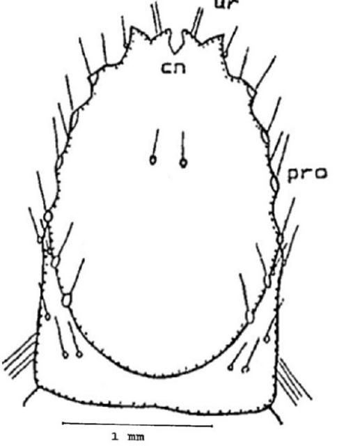 Figure 10. Ninth abdominal segment (dorsal surface) of the larva of a Gulf wireworm, Conoderus amplicollis (Gyllenhal) showing protuberance (pro), caudal notch (cn), urogomphi (ur).