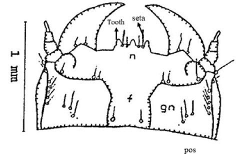 Figure 4. Head (dorsal view) of the larval stages of a Gulf wireworm, Conoderus amplicollis (Gyllenhal) showing frons (f), post occipital suture (pos), gena (gn), and nasale (n).